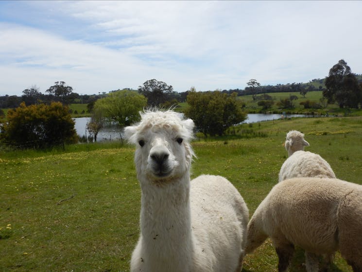 Clearview Alpacas