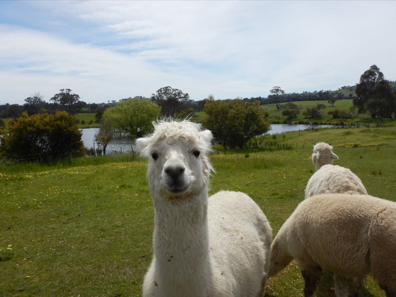 Image for Clearview Alpacas