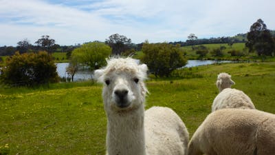 Clearview Alpacas
