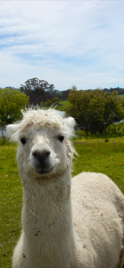 Clearview Alpacas