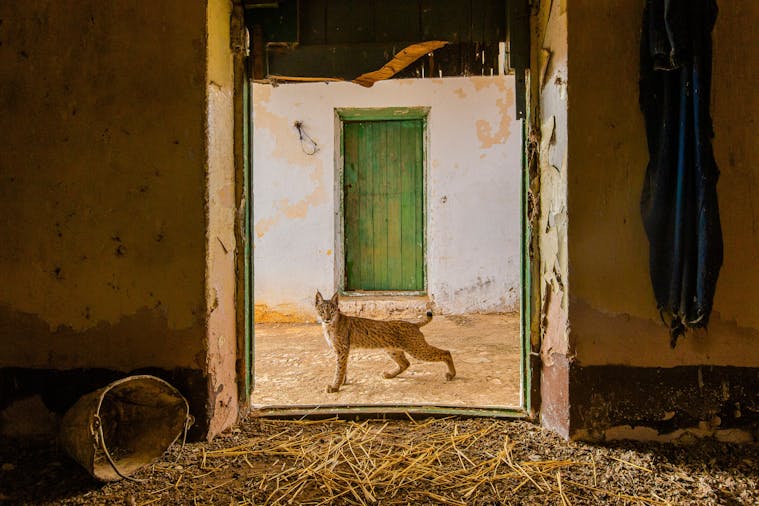 Wildlife Photographer of the Year