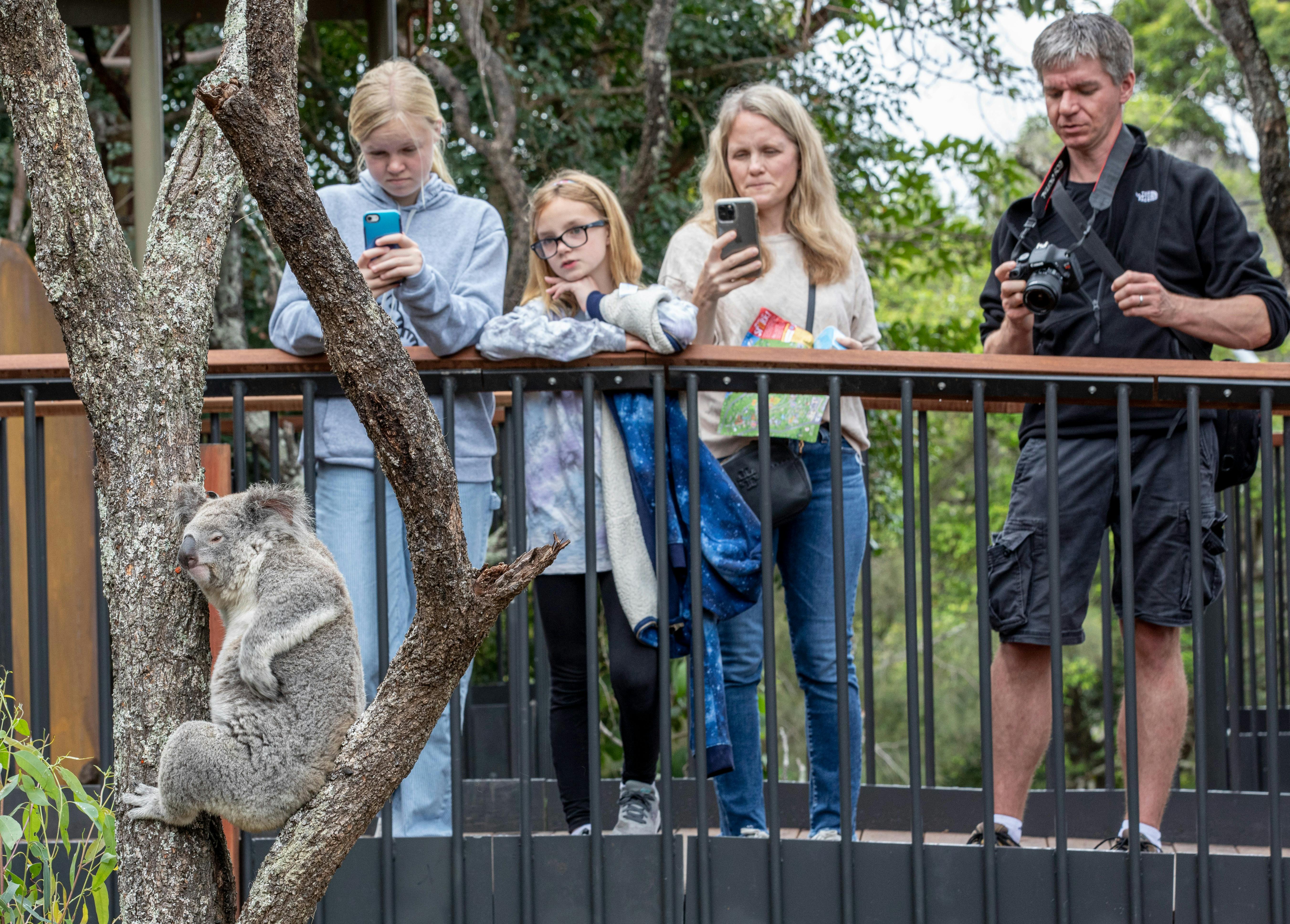 Aussie Backyard Adventure