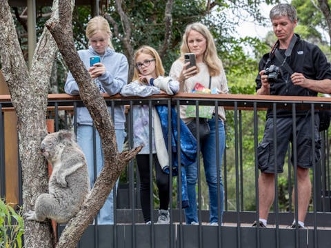 Aussie Backyard Adventure
