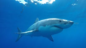 Calypso Star Charters