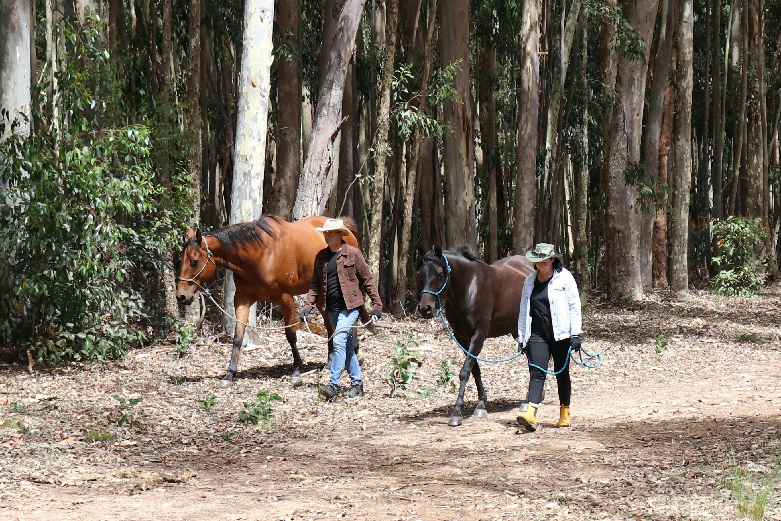 'A walksublime' is a relaxing walk in nature with a trained horse matched to you as walking partners
