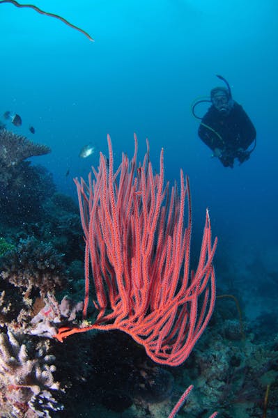 Eddy Reef Dive Site