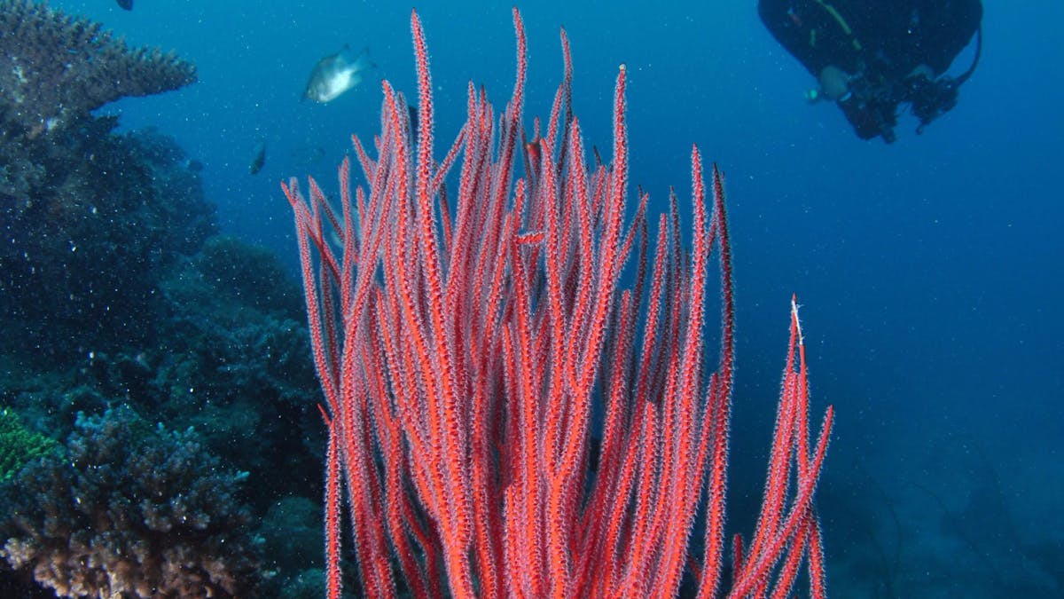 Eddy Reef