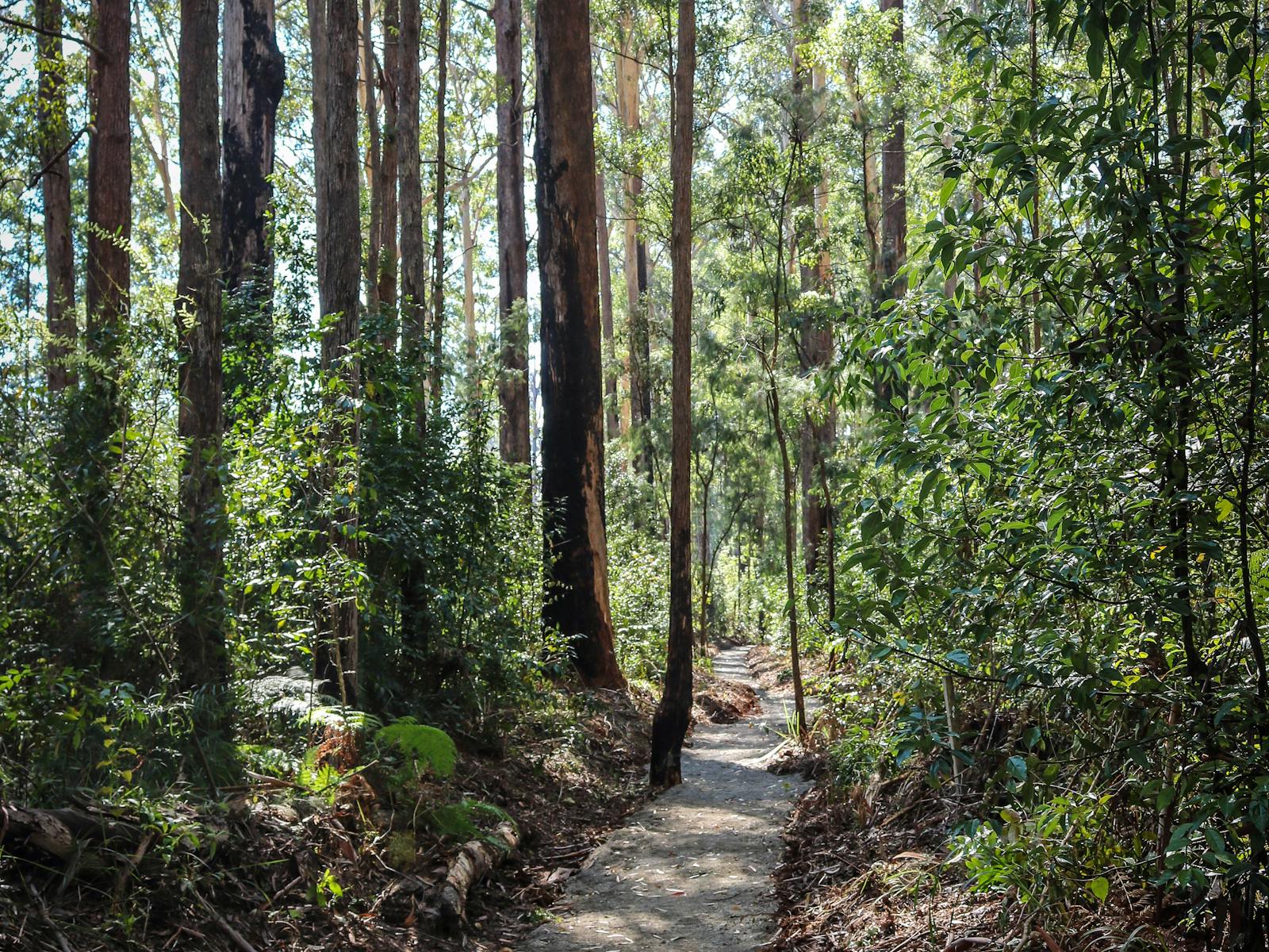 Coopernook Forest HQ, Coopernook State Forest