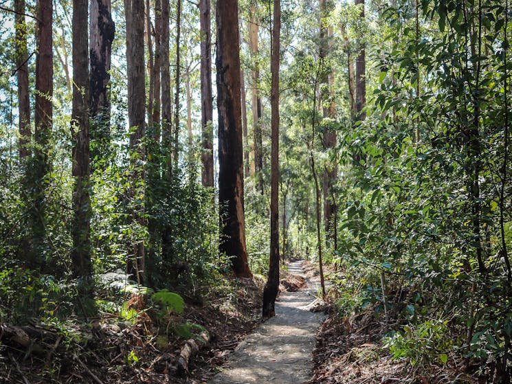 Coopernook State Forest