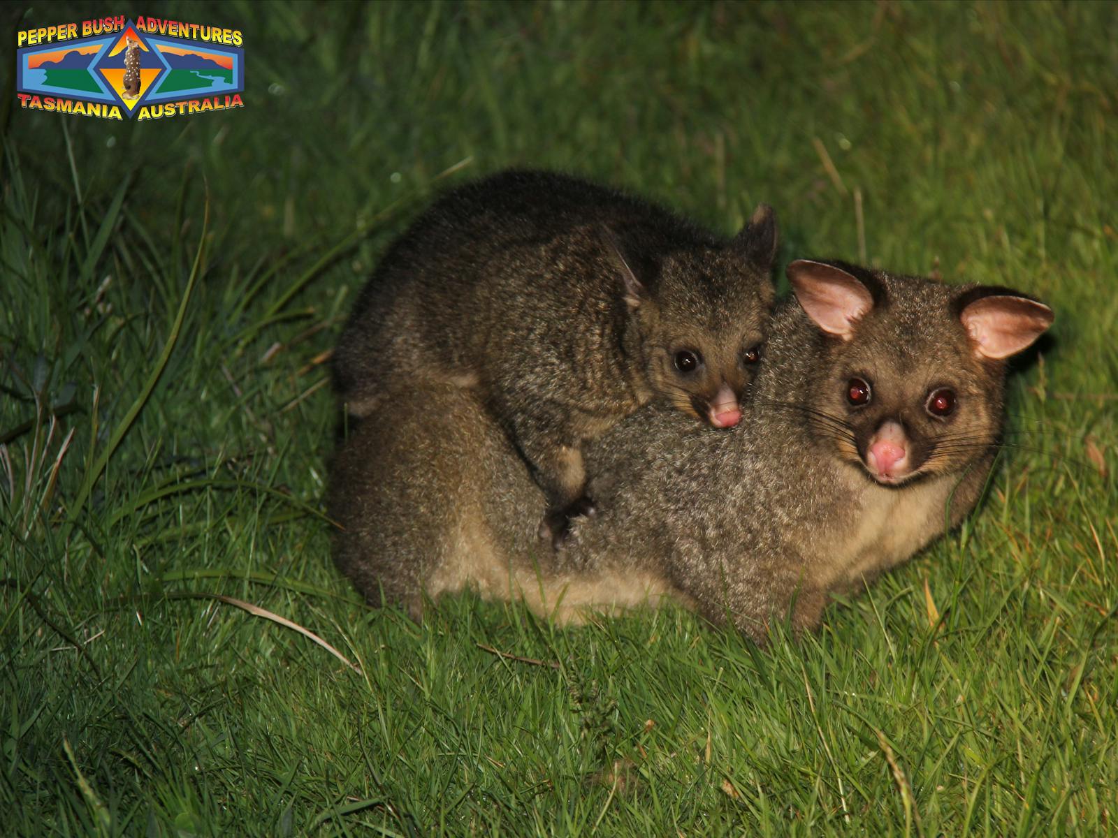 brush-tail possum with joey on her back