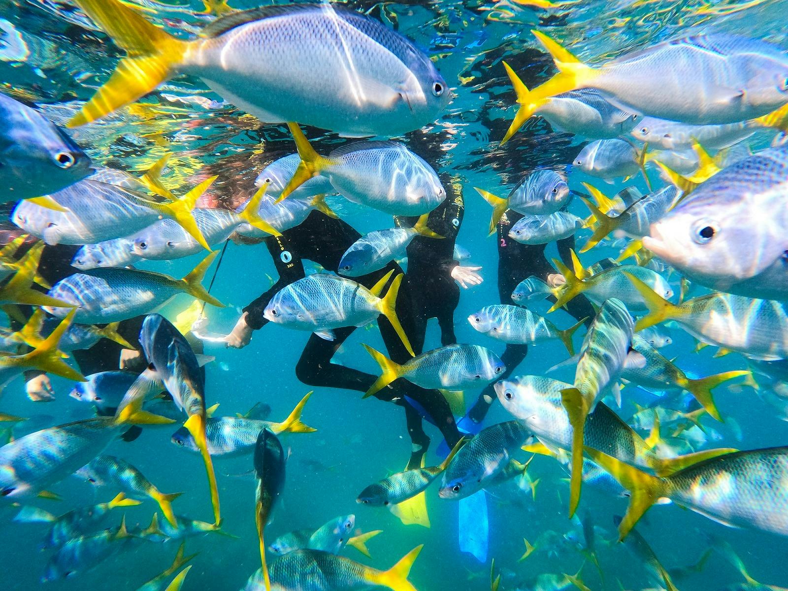 Colourful fish and snorkellers