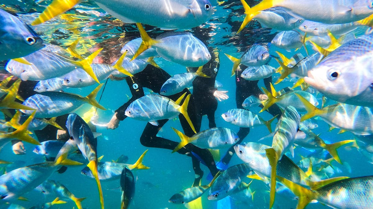 Colourful fish and snorkellers Colourful fish and snorkellers