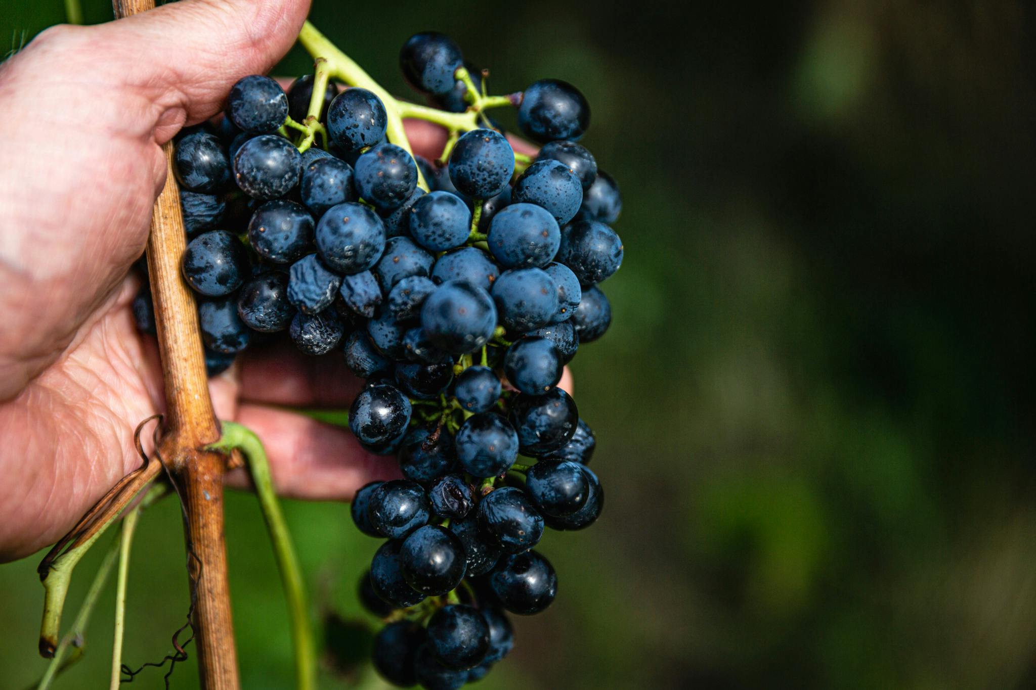 cabernet