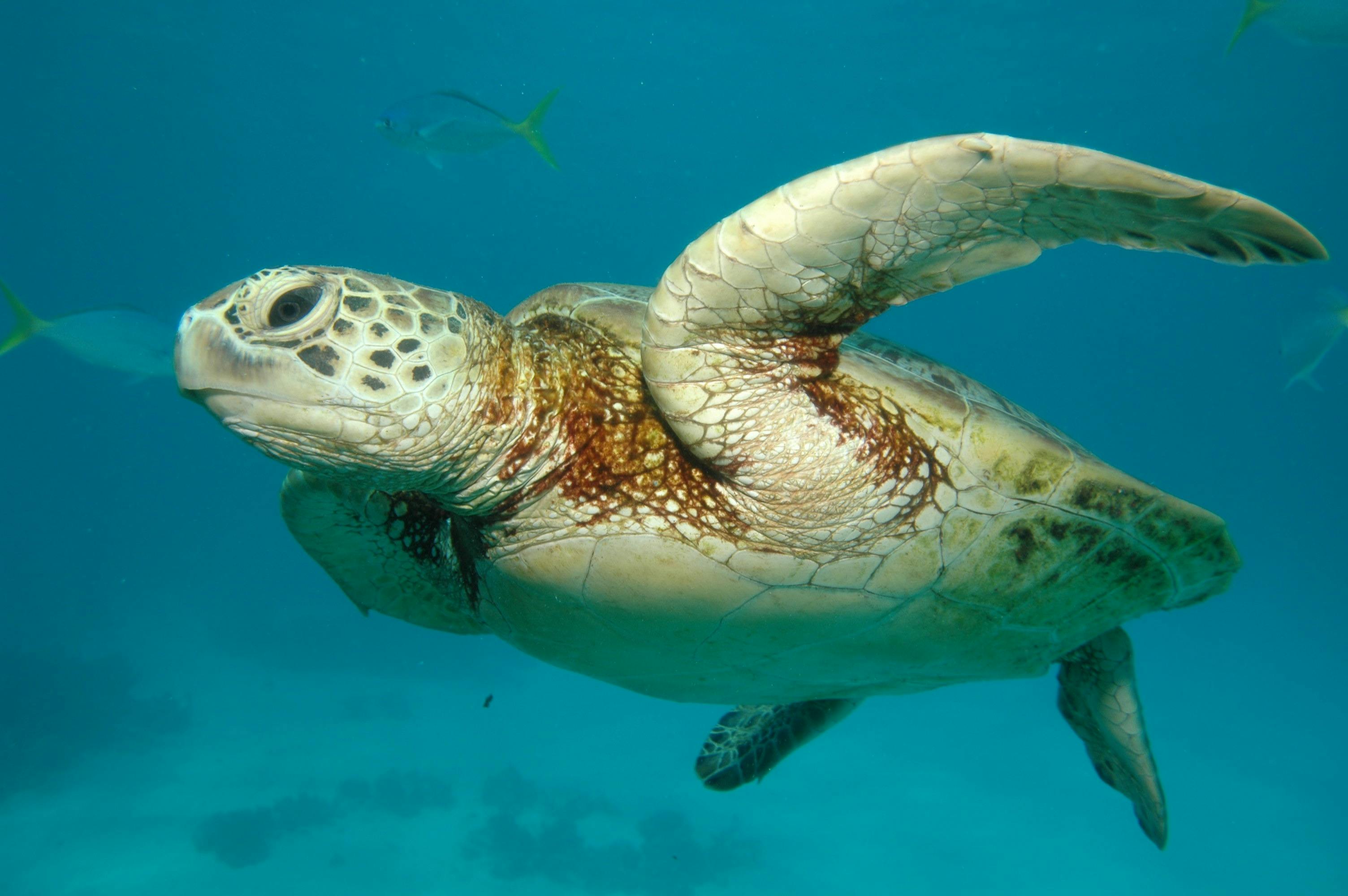 sea turtle