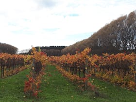 Autumn in the vineyard