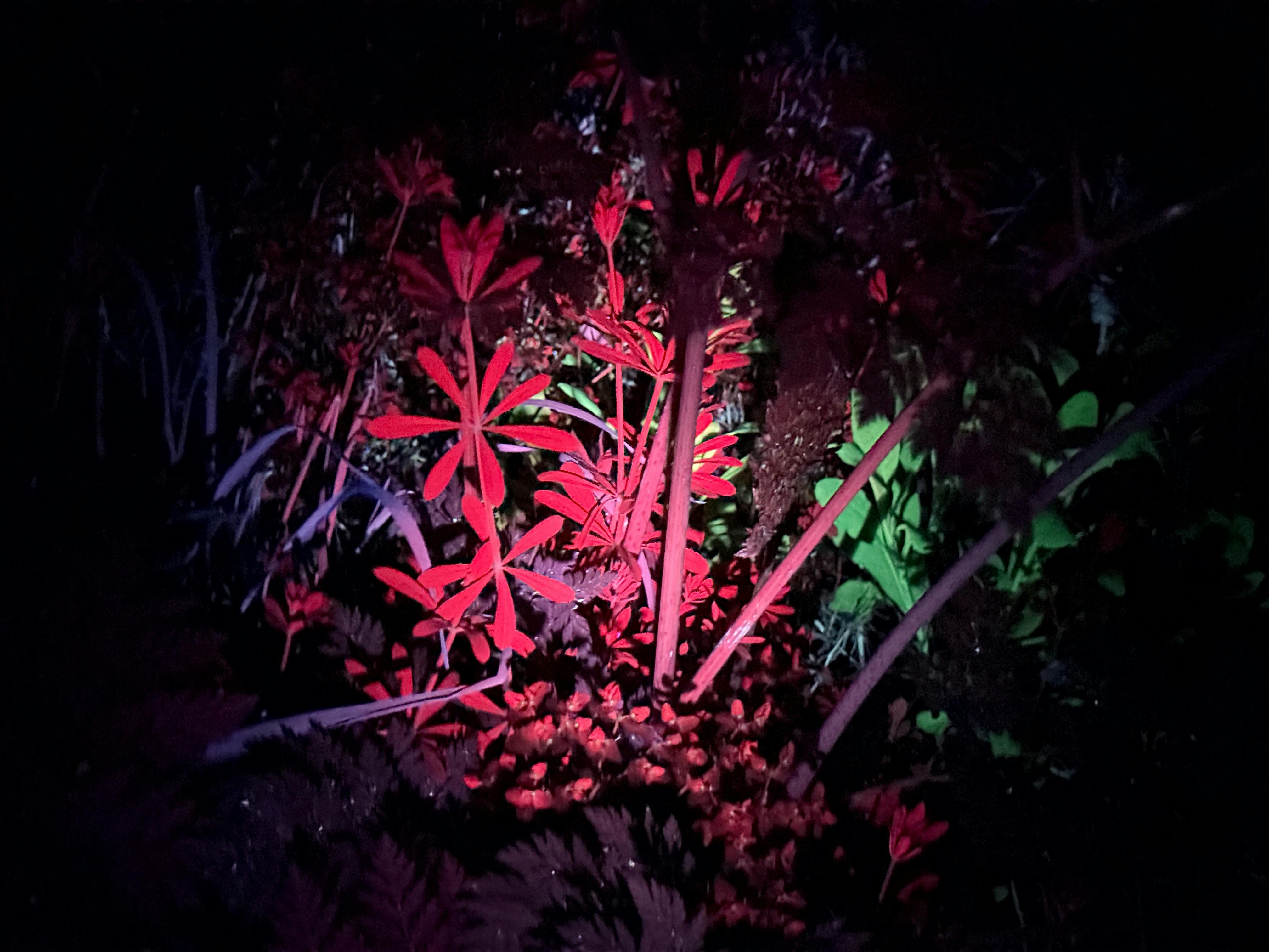 Plants glowing red and green