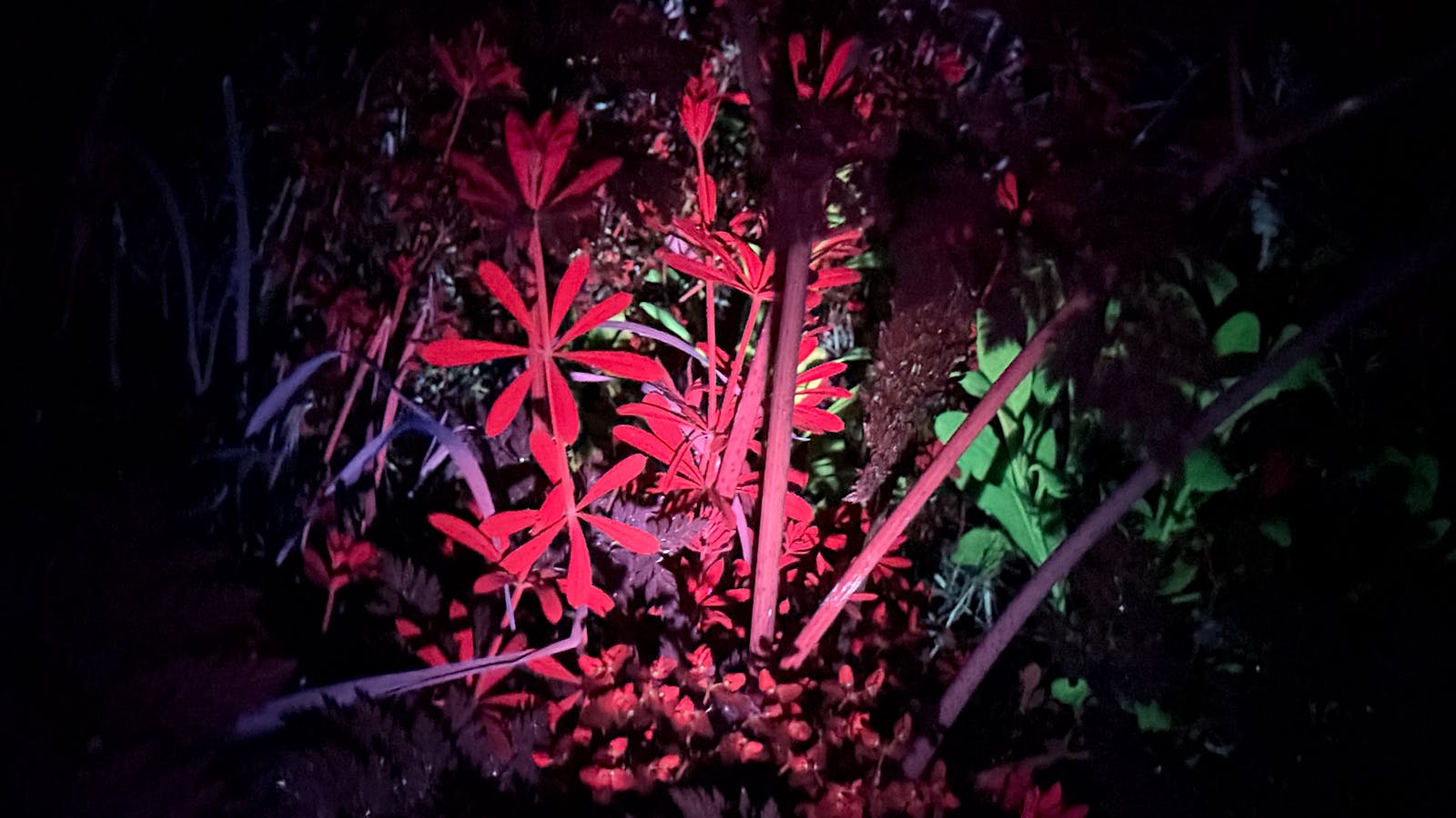 Red and green glowing plants