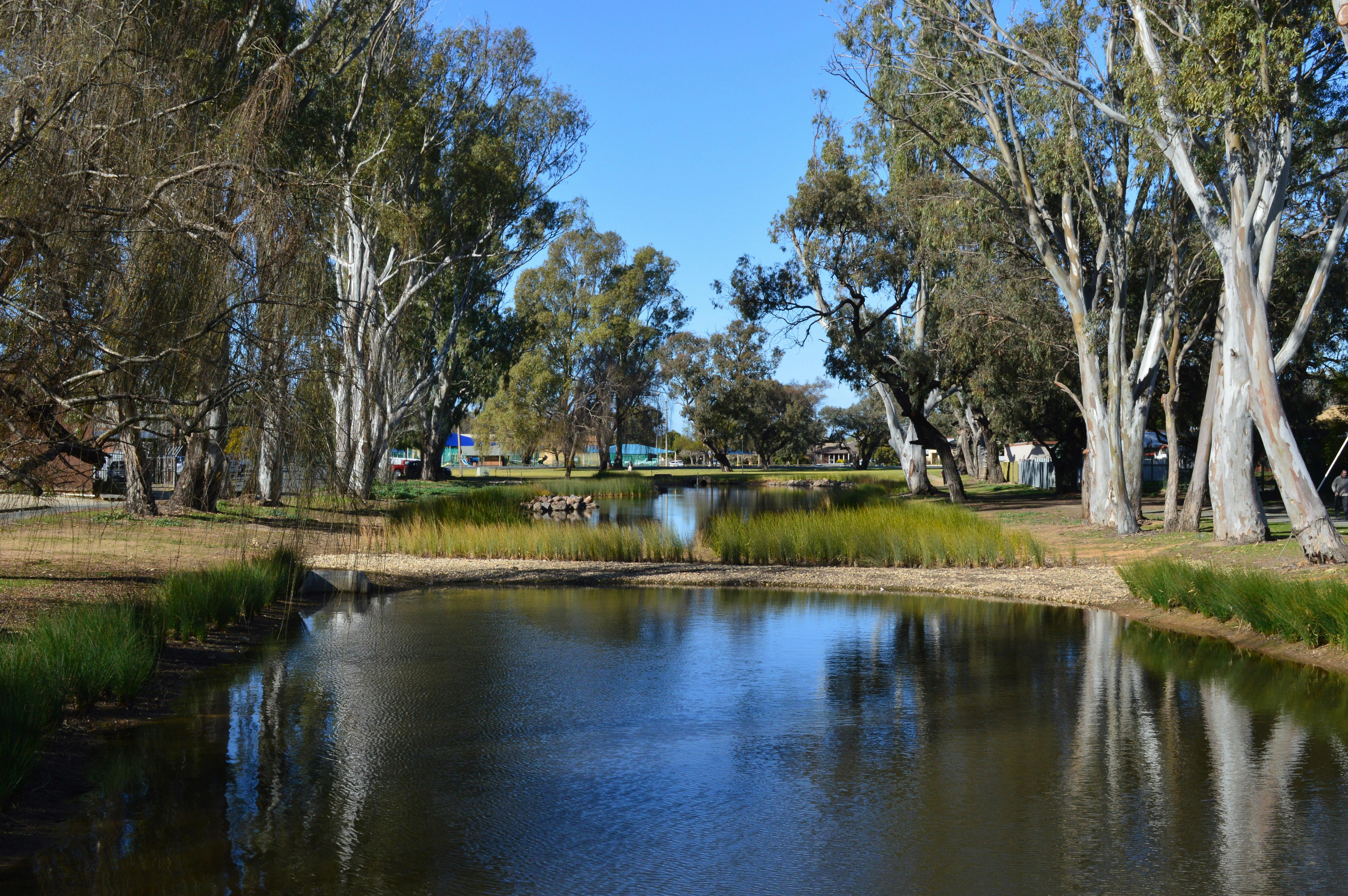 A lagoon surrounded by gumtrees