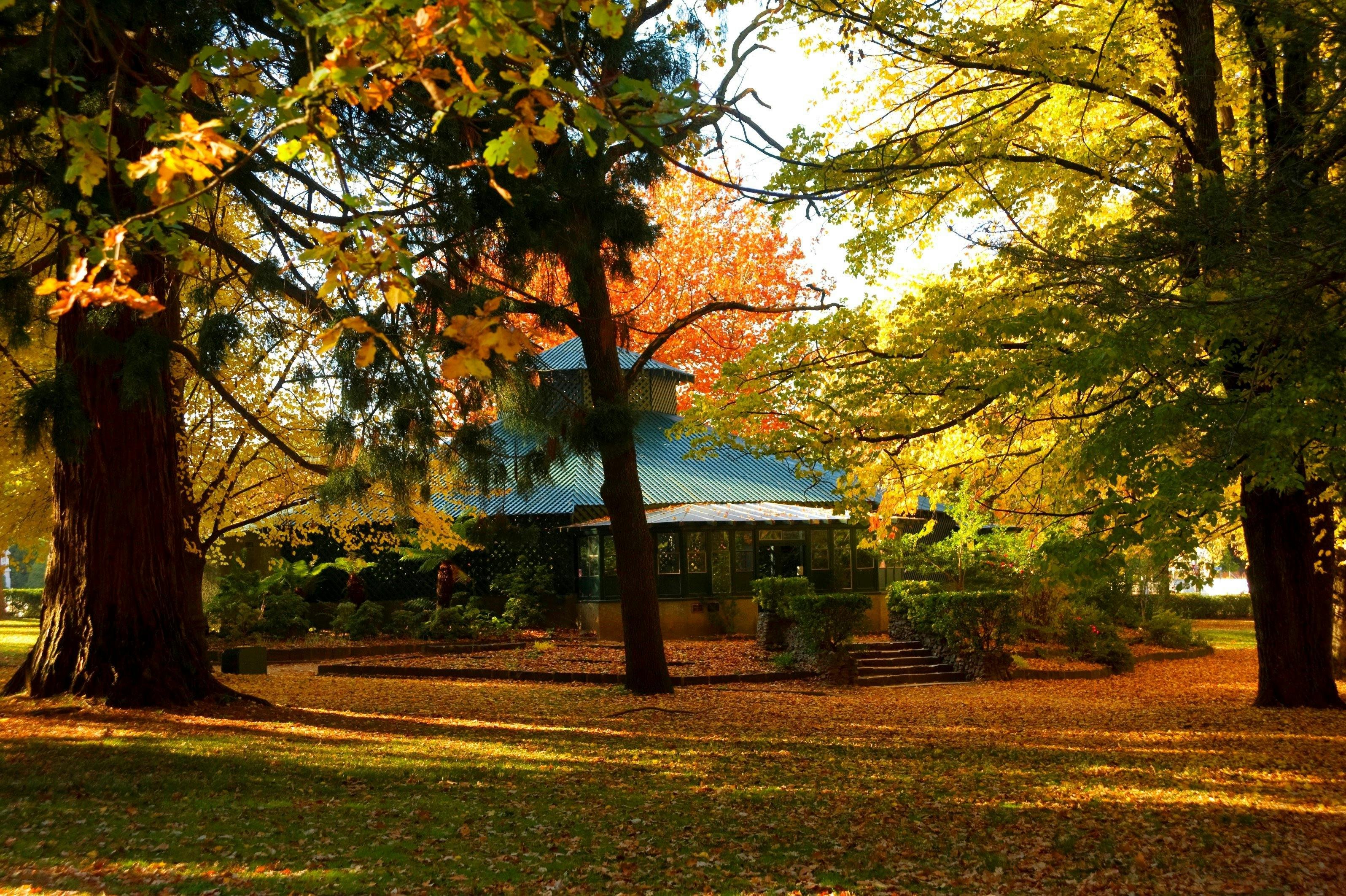The Fernery in Autumn, Cook Park Orange