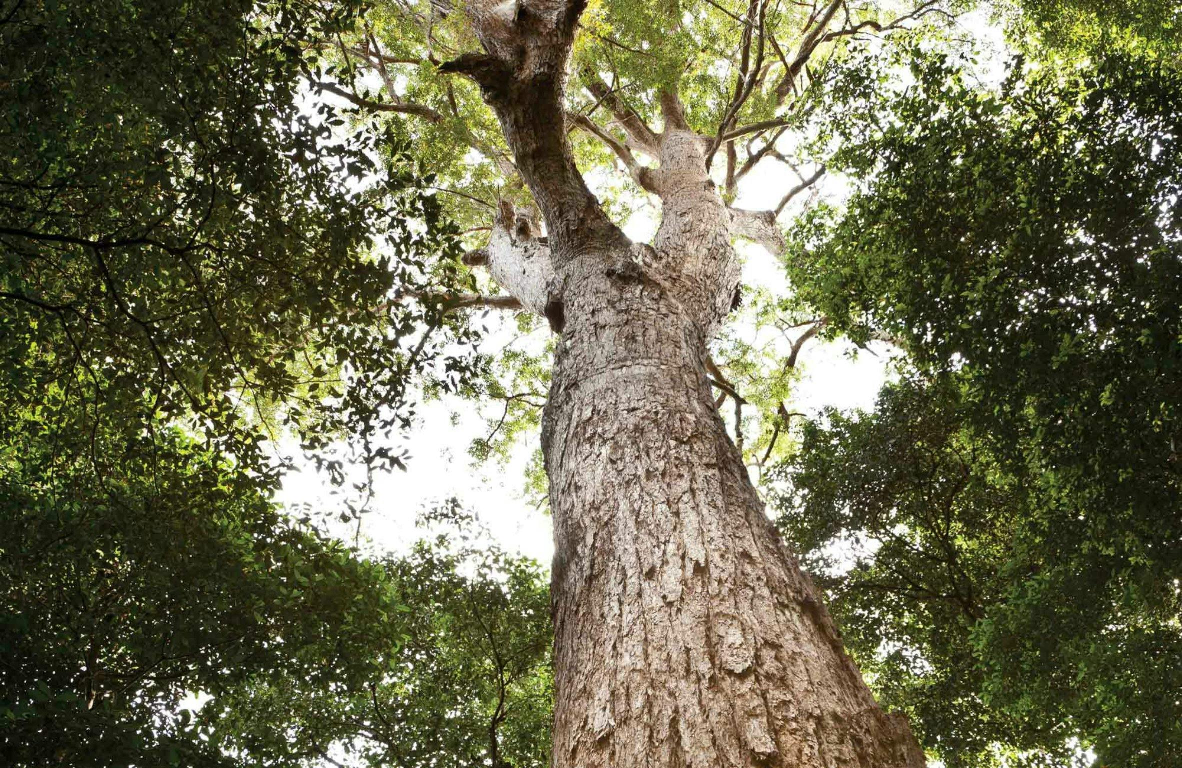 Coachwood Loop Track, Nymboi-Binderay National Park. Photo: Rob Cleary