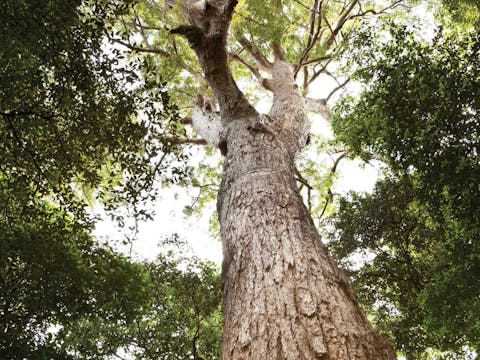 Coachwood Loop Track