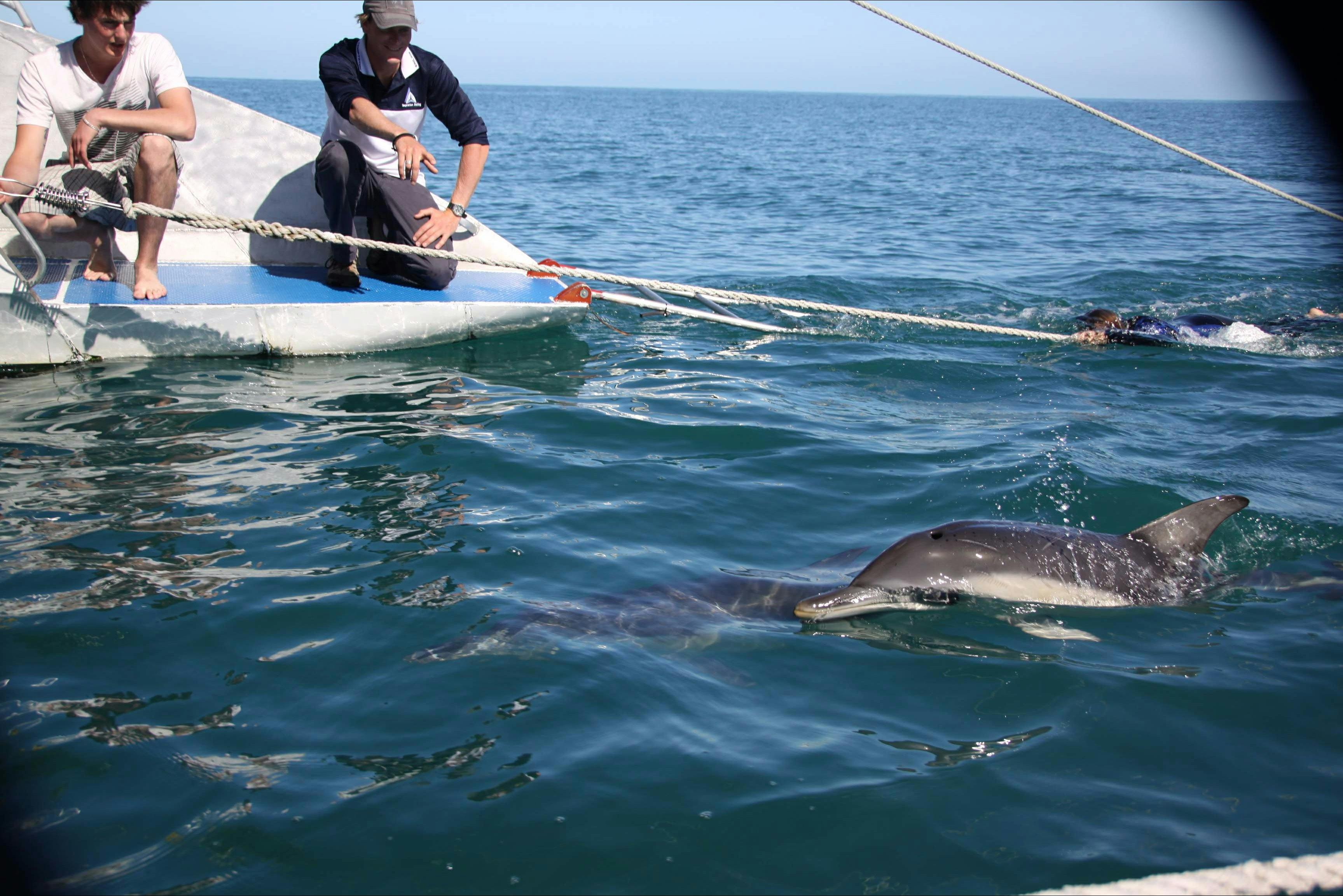 Swimming with wild dolphin with Temptation Sailing