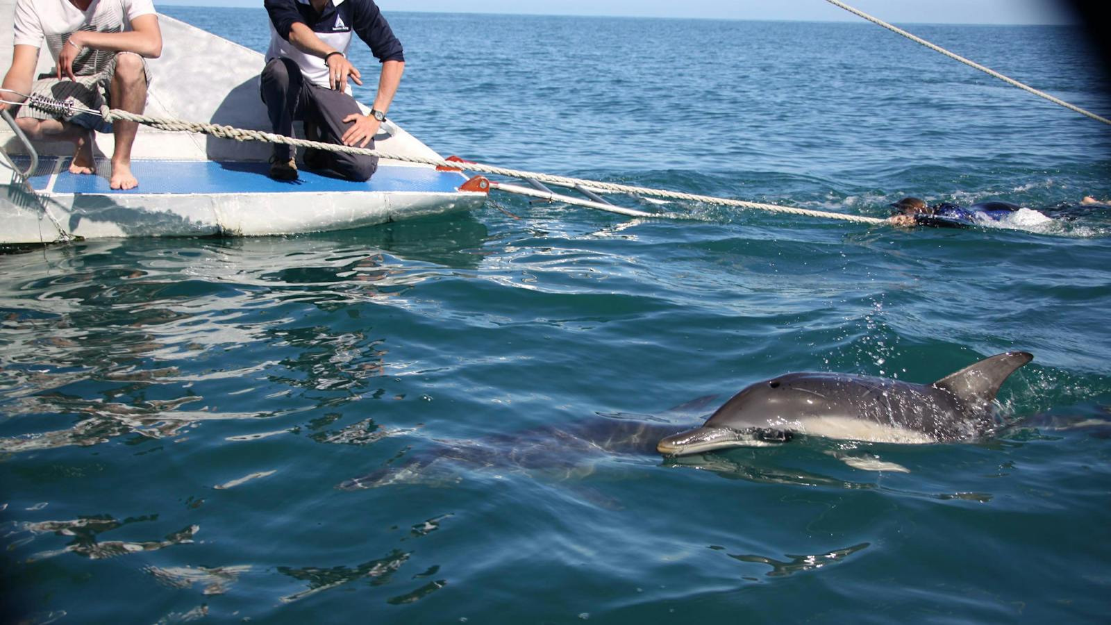 Swimming with wild dolphins with Temptation Sailing