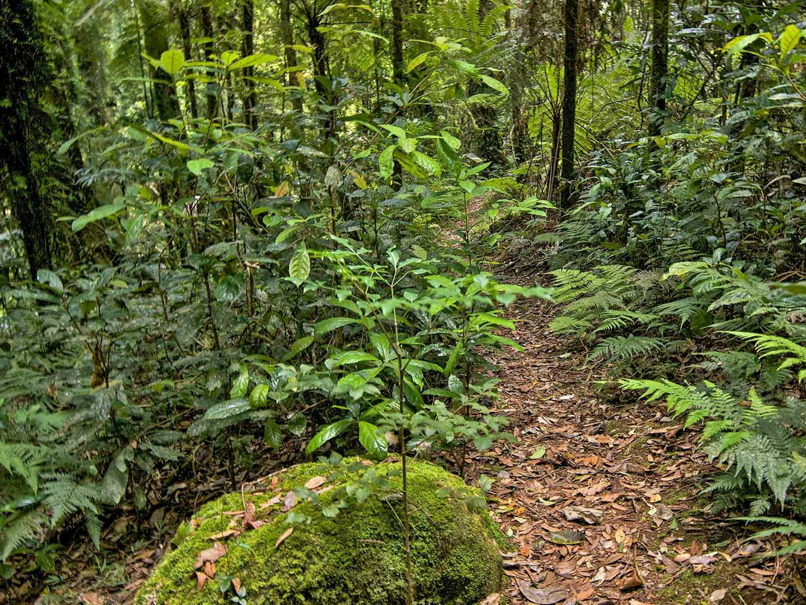 Red Cedar loop, Border Ranges National Park. Photo: John Spencer
