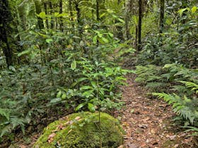 Red Cedar Loop