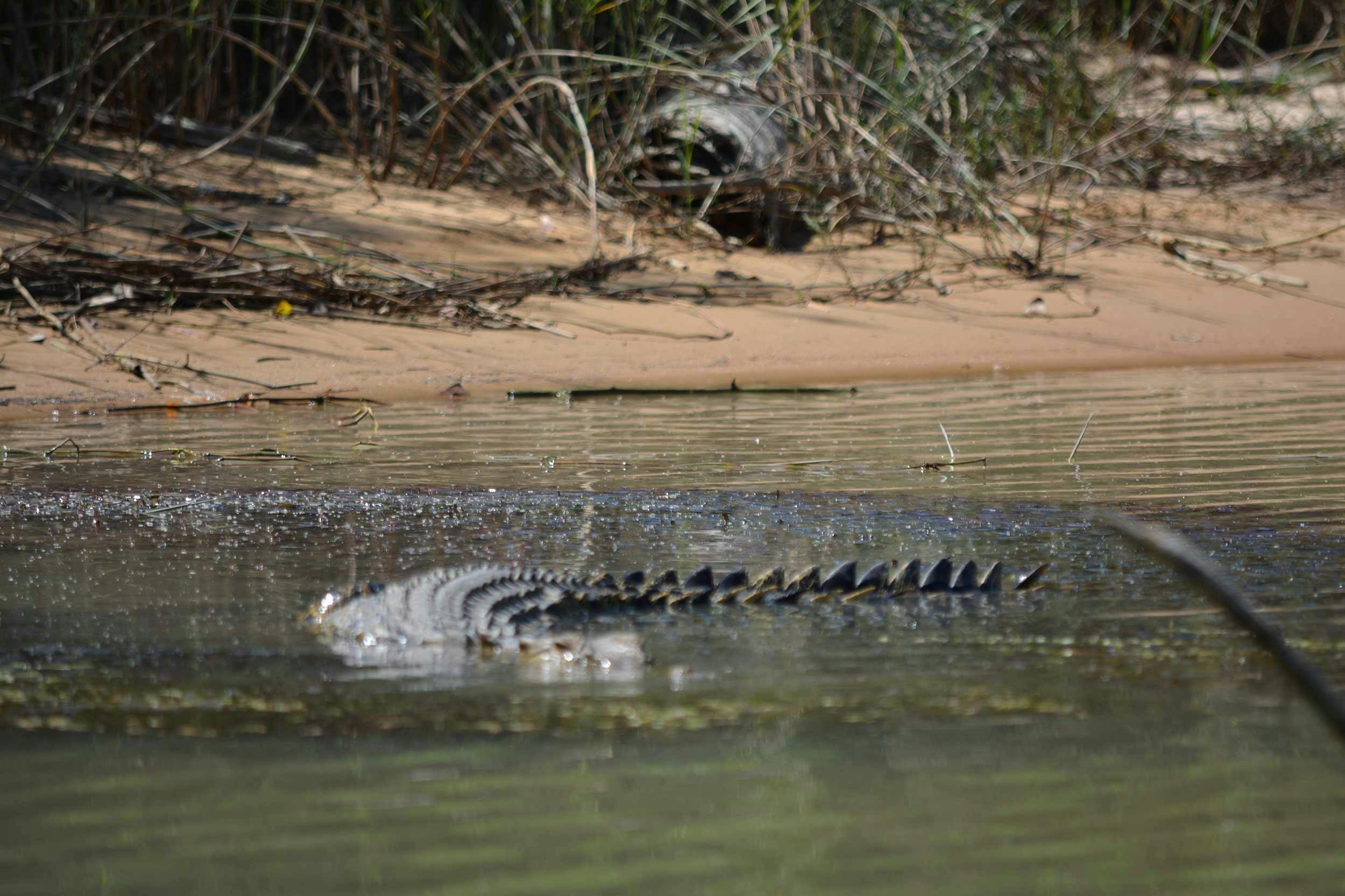 Ground zero for large numbers of Salt Water crocodiles