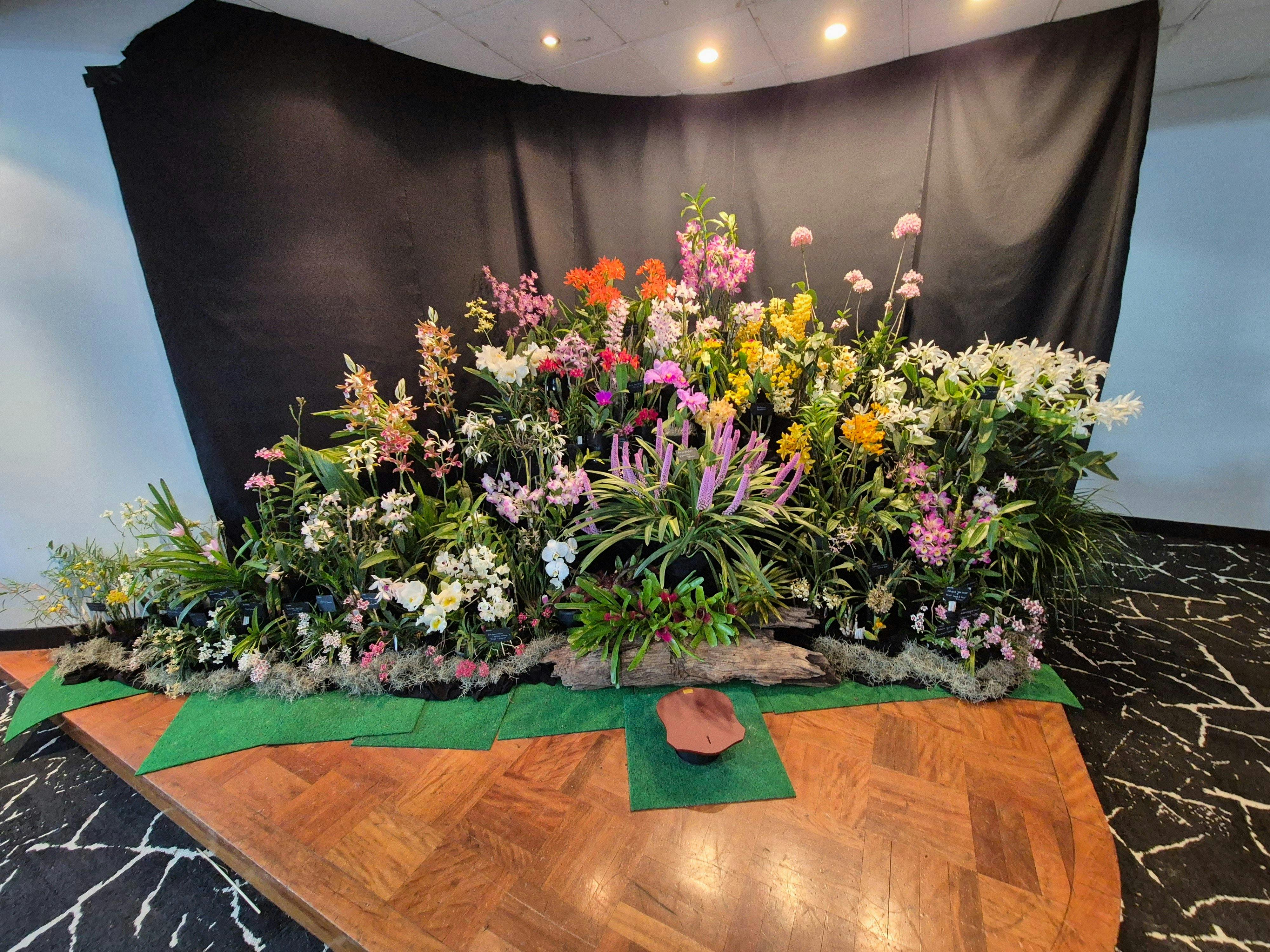 Orchid display