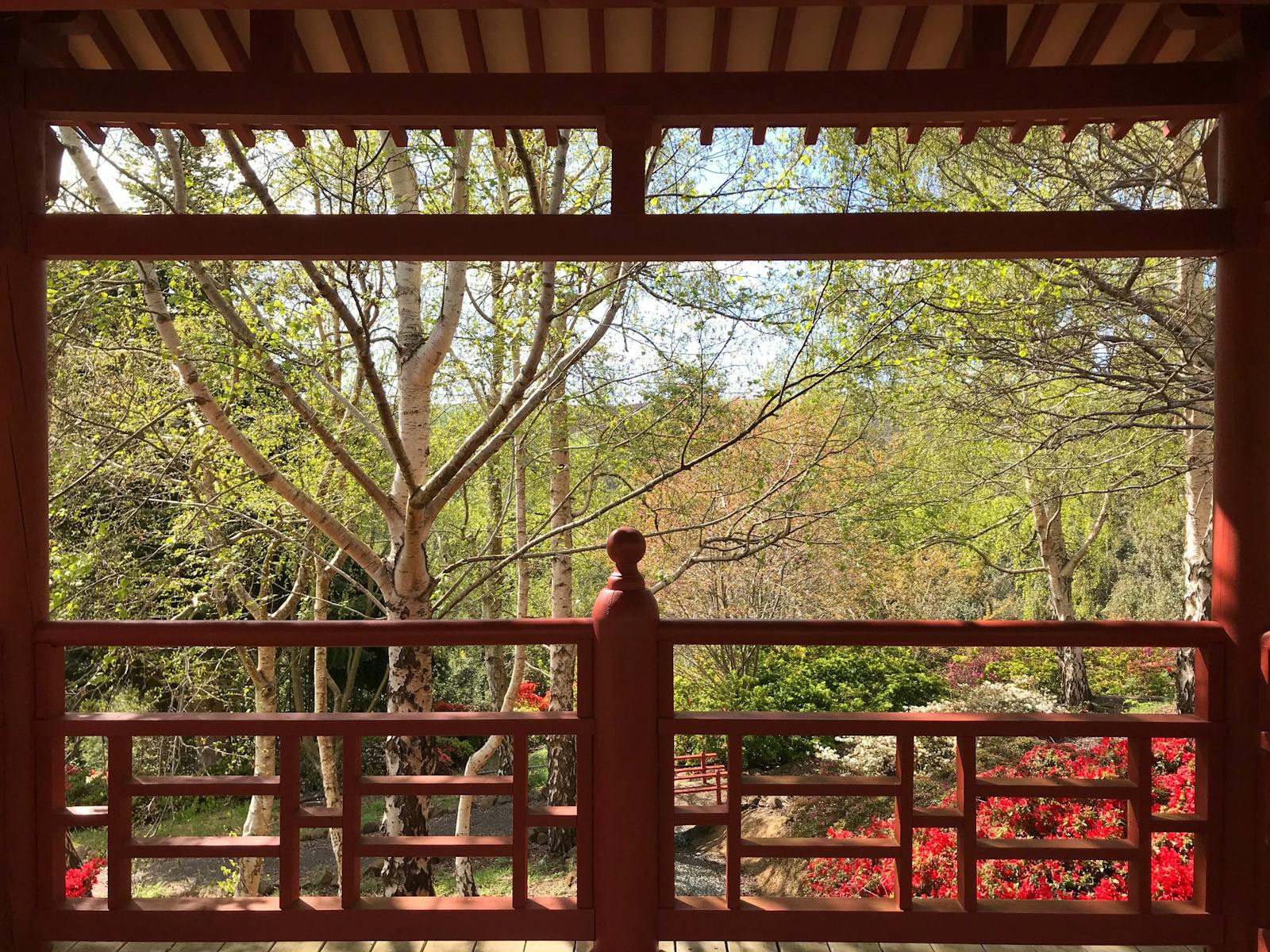 japanese house and blossums