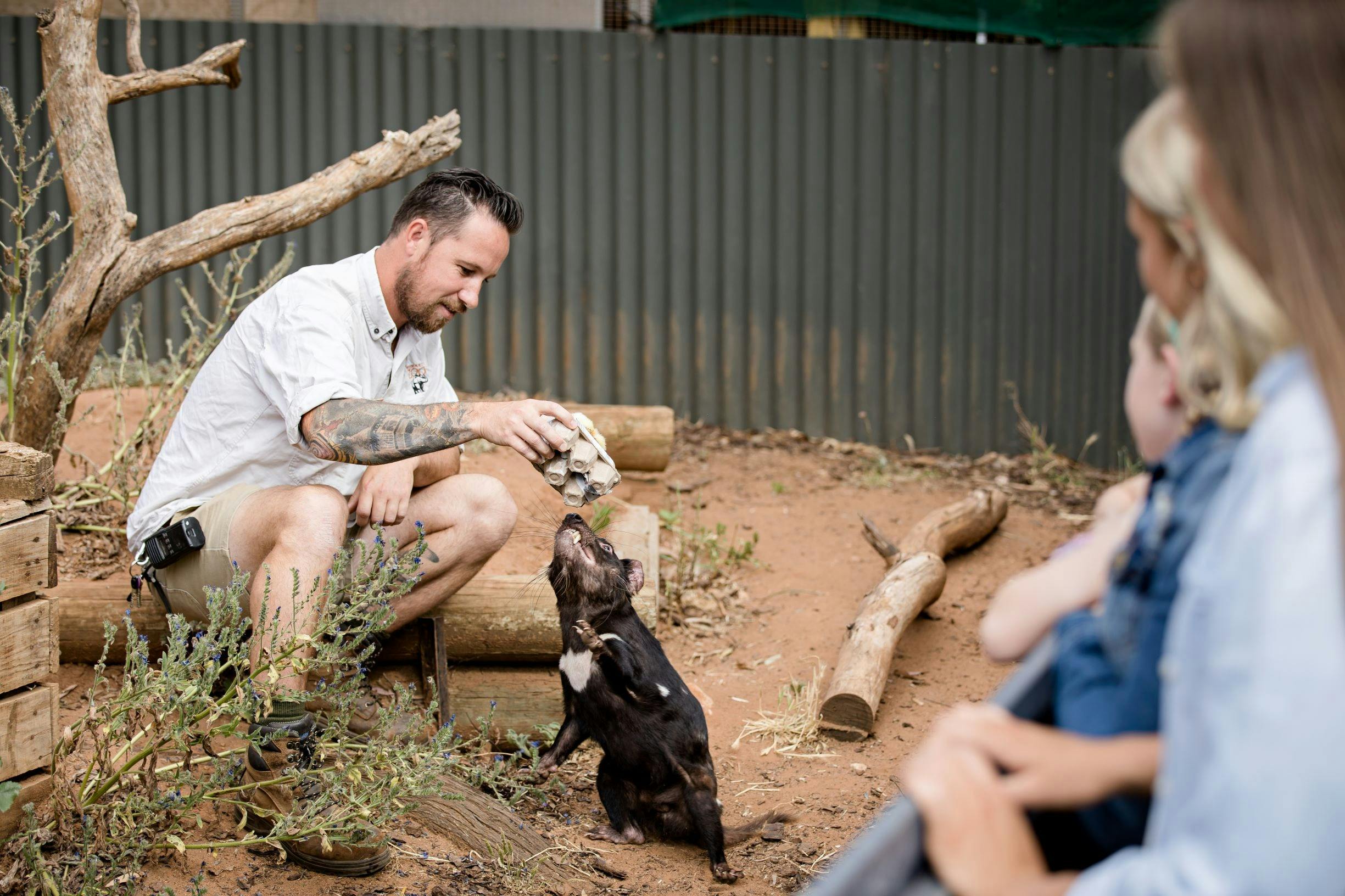 Tasmanian Devil Experience at Monarto Safari Park
