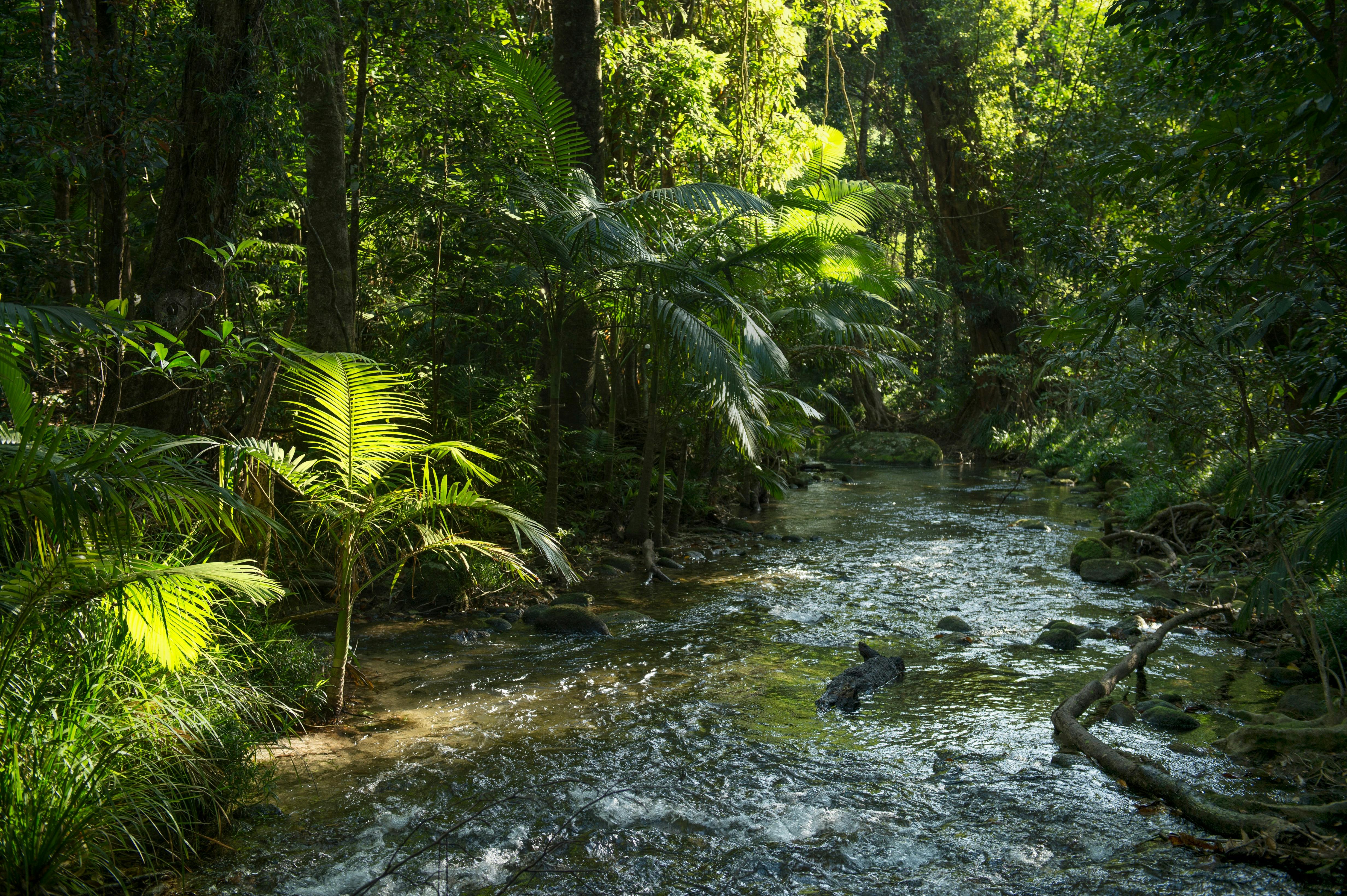 Mossman Gorge Cultural Centre - Dreamtime Walk