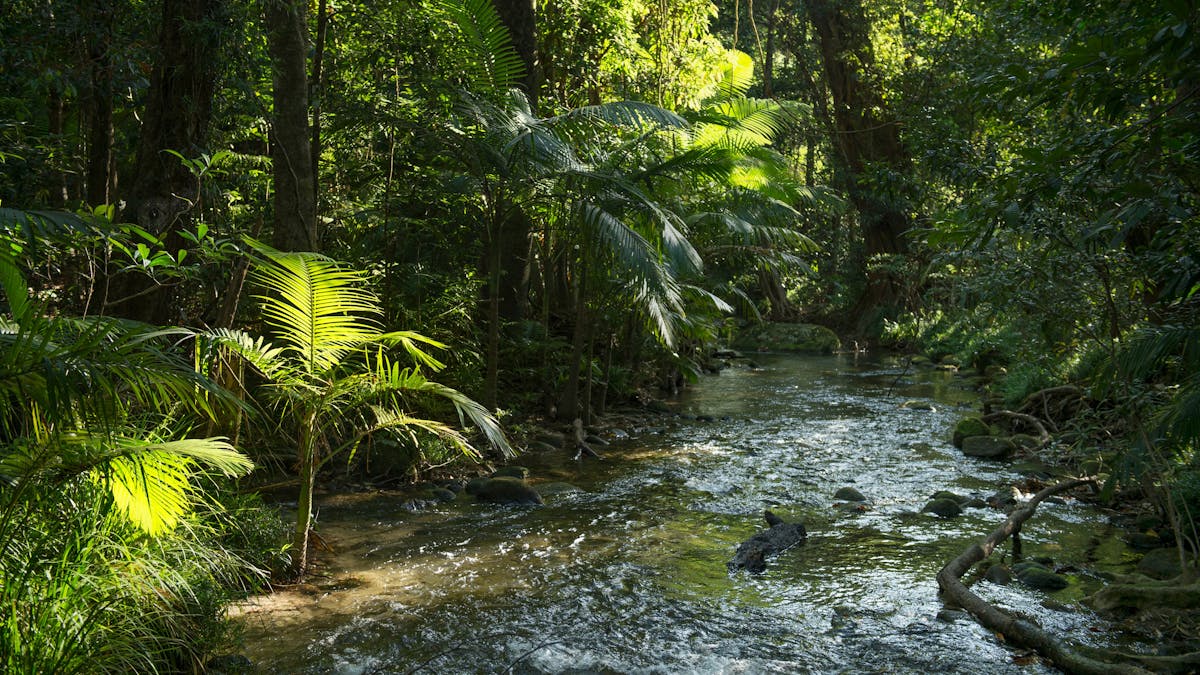 Mossman Gorge Cultural Centre - Dreamtime Walk