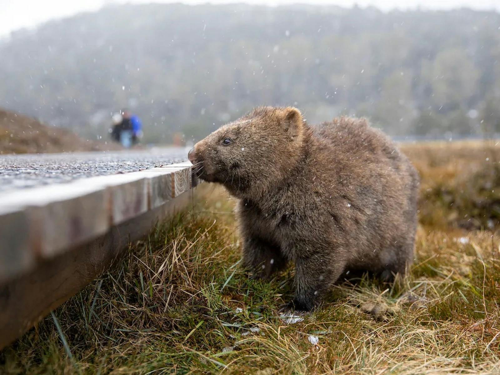 Wombat at Cradle Mountain