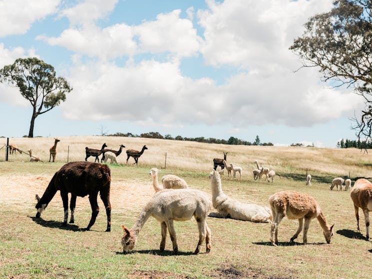 Alpaca Magic