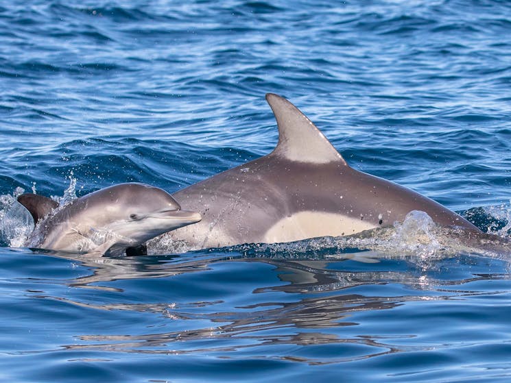 2 common dolphins