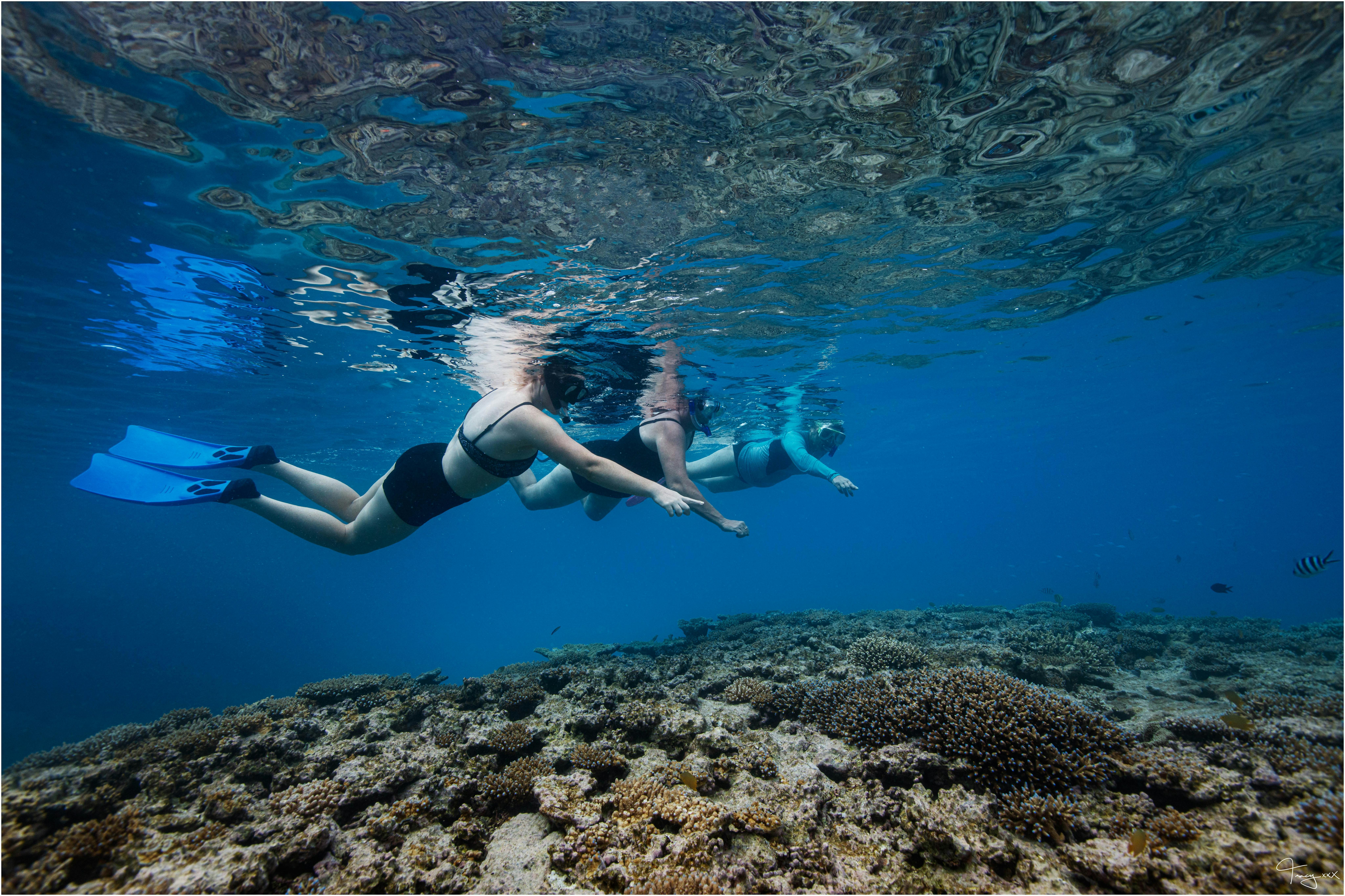 Lady Musgrave Island Dive Sites