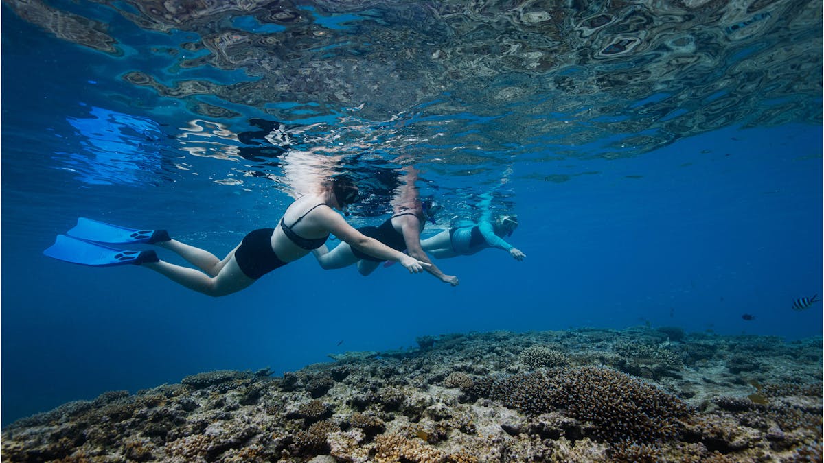 Group of 3 people snorkeling over reef at Lady Musgrave Island