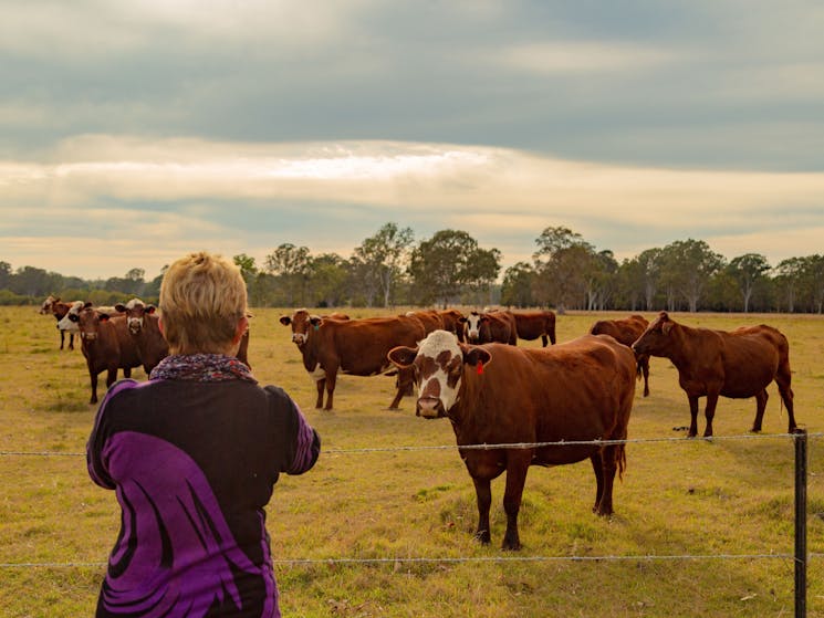 Lady taking photos of cattle