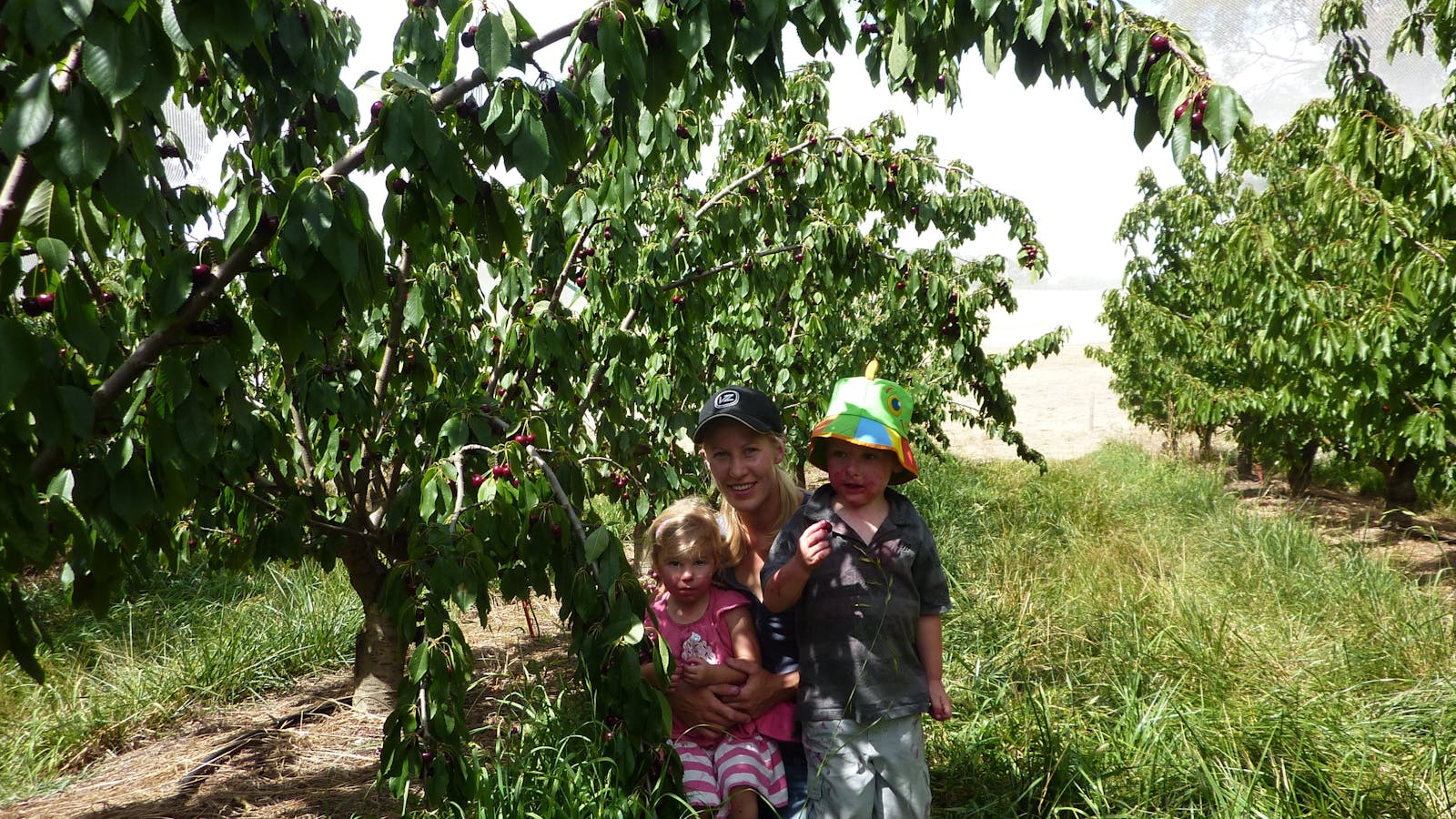 Harben Vale Pick Your Own Cherries