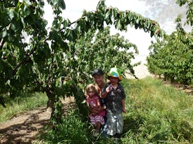 Harben Vale Pick Your Own Cherries