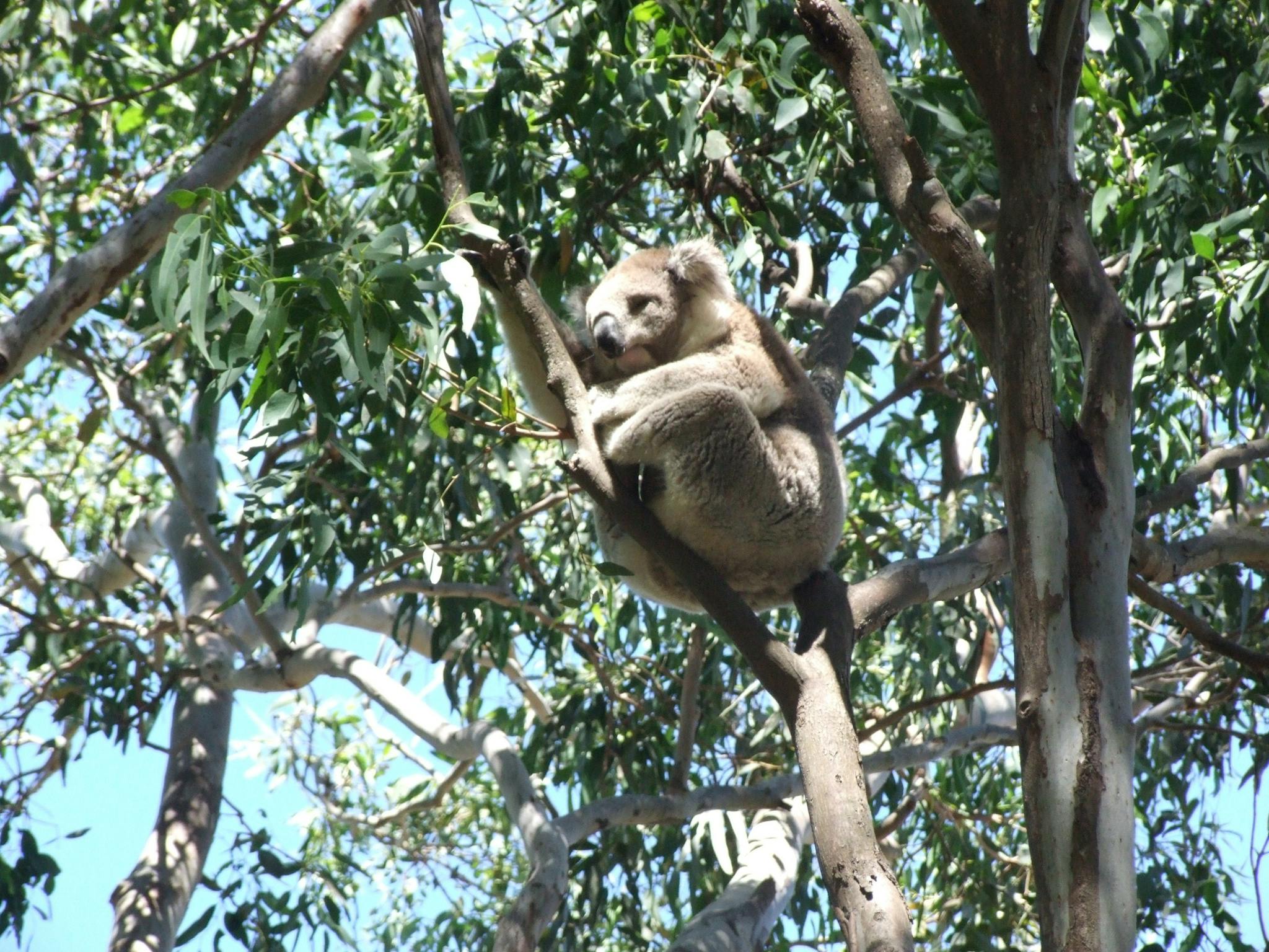 One of many koalas on Raymond Island