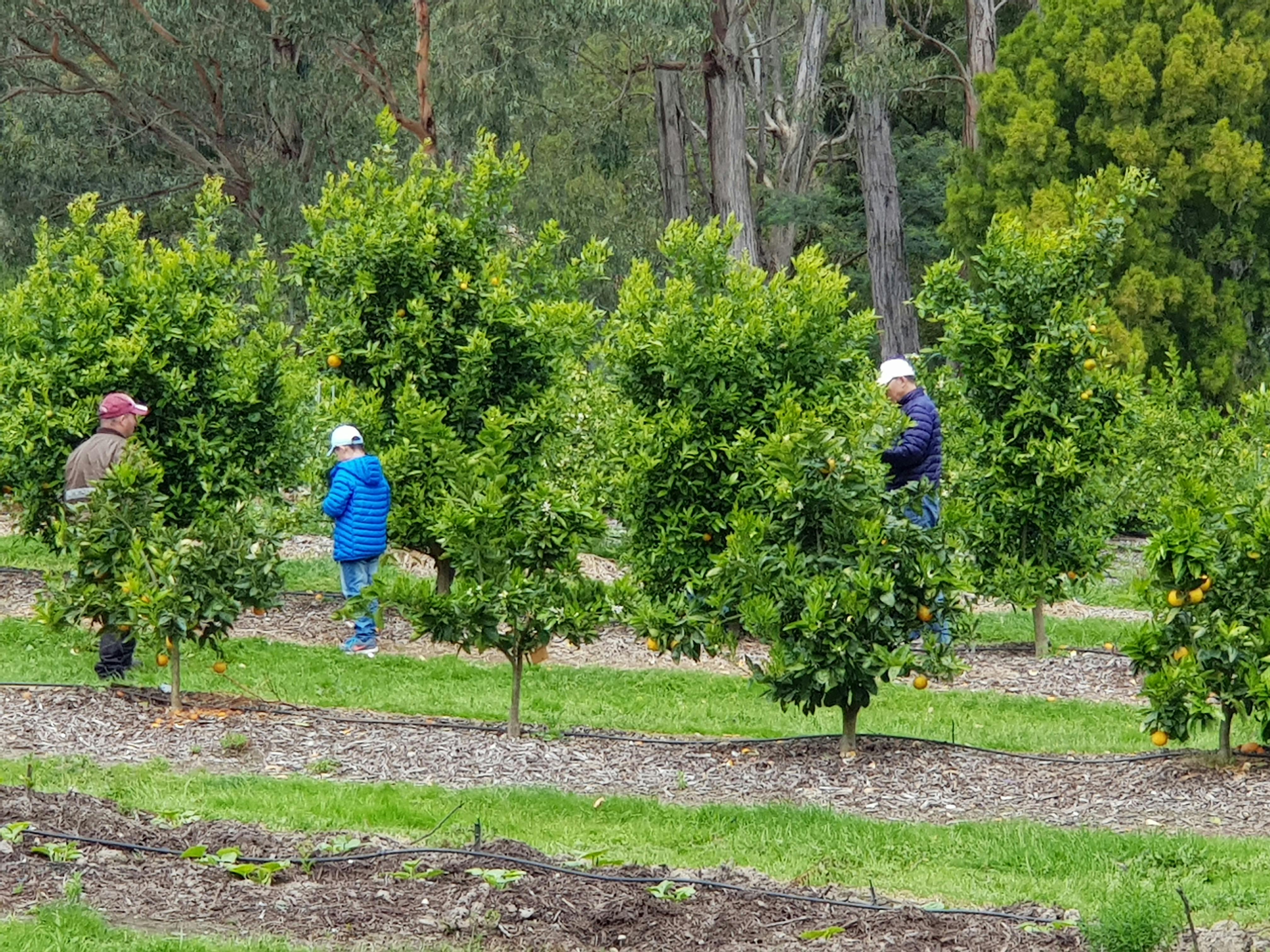 Rayners Orchard
