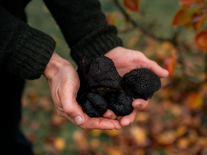 Image for Truffle Dinner