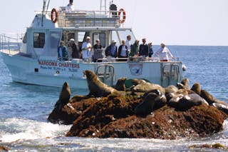 Narooma Charters and Montague Island Tours