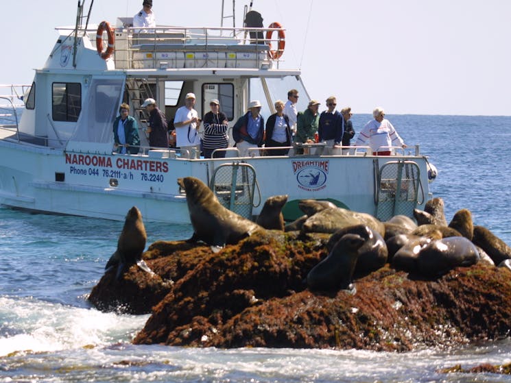 Seals at Montague Island