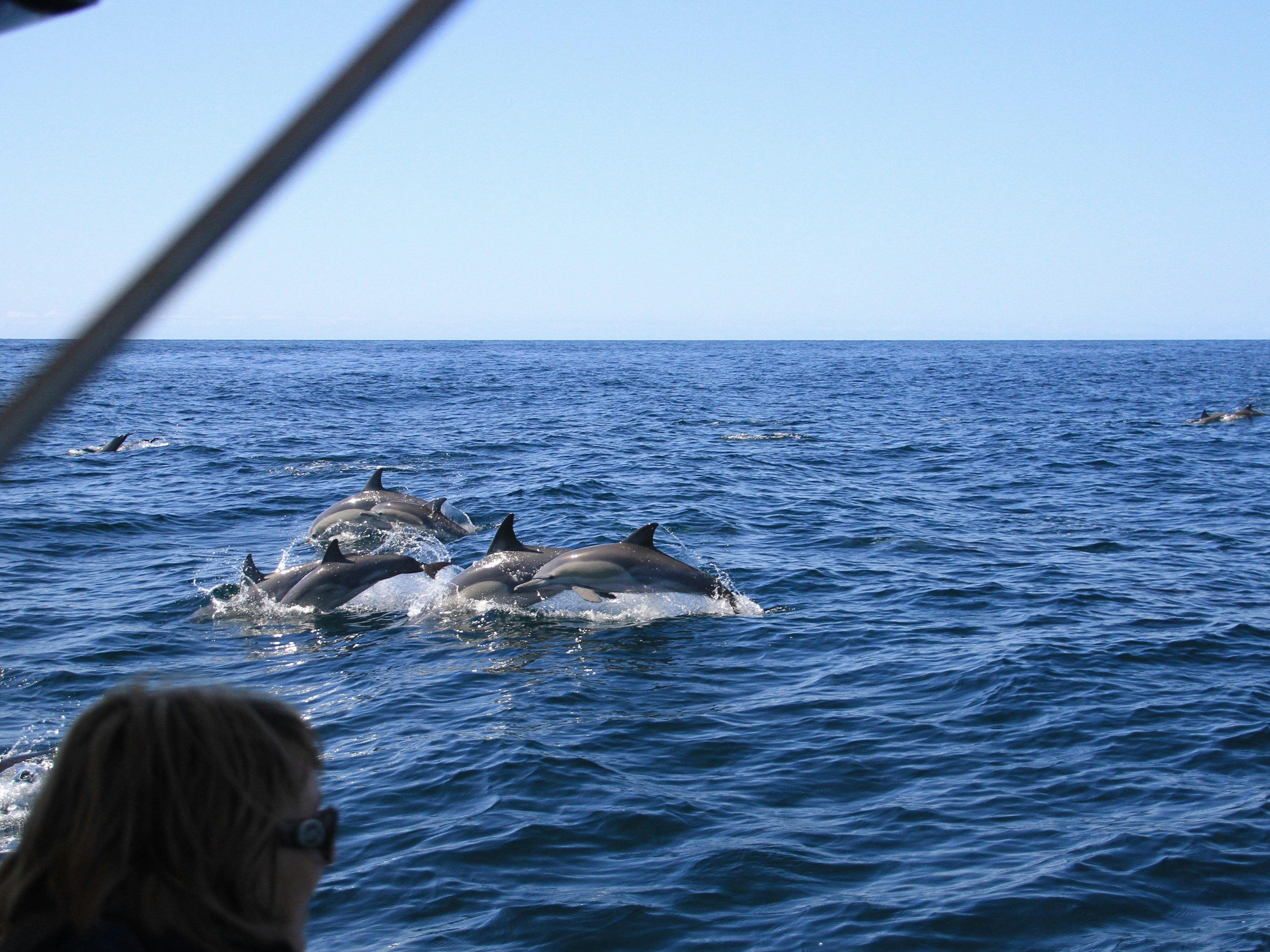 dolphin watching