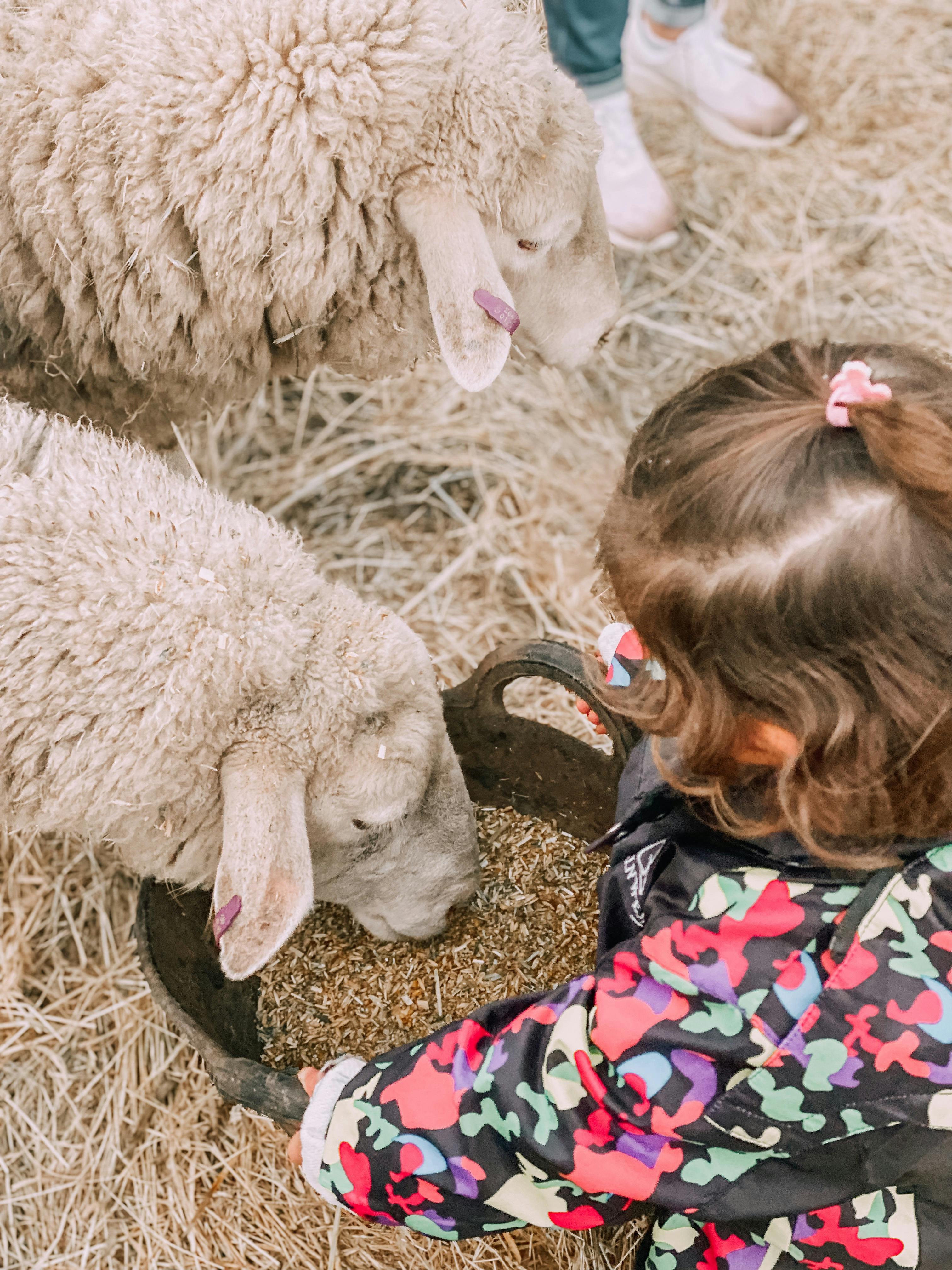 Feed sheep